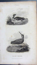Original Old Antique Print 1802 Teal Jack Snipe Birds Nature Engraving 19th