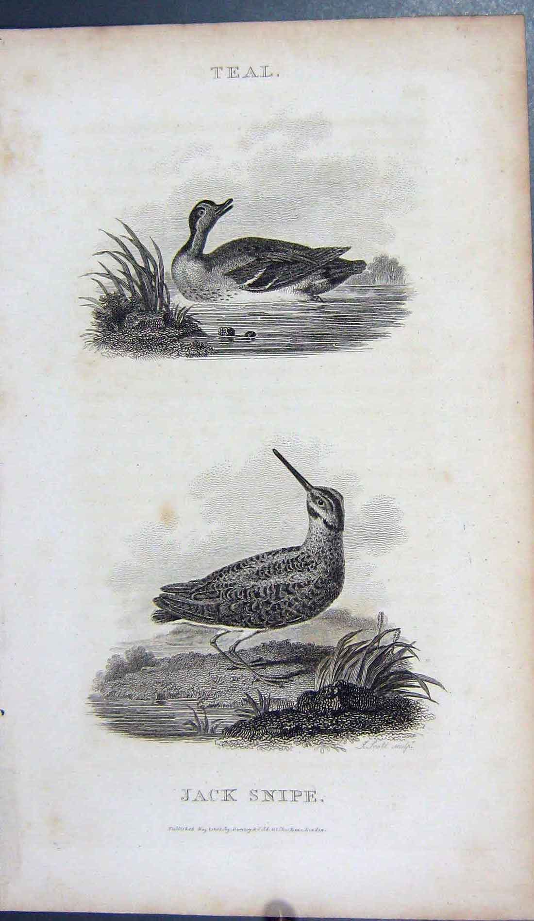 Original Old Antique Print 1802 Teal Jack Snipe Birds Nature Engraving 19th