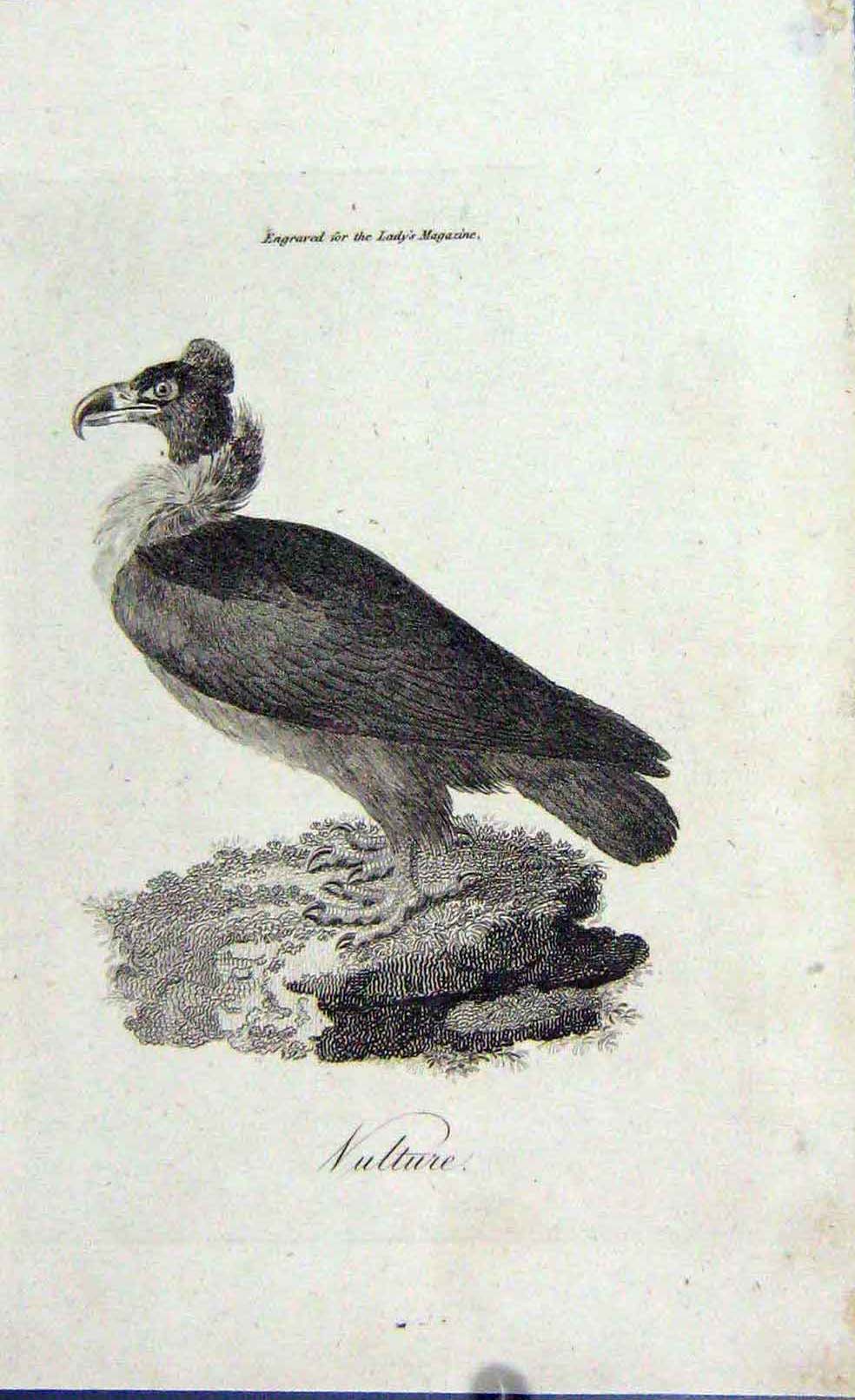 Original Old Antique Print Engraving Nature Vulture Bird Prey