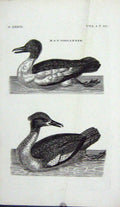 Original Old Antique Print Engraving Goosander Birds Water
