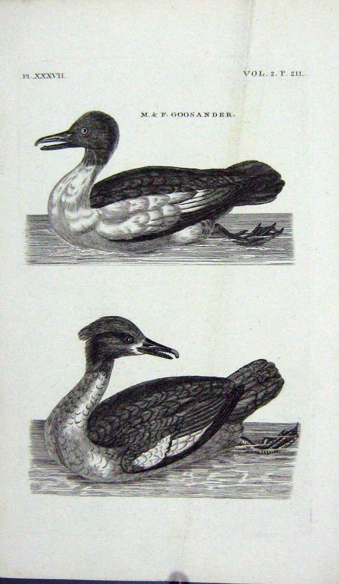 Original Old Antique Print Engraving Goosander Birds Water