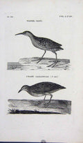 Original Old Antique Print Water Rail Crake Gallinule Birds Nature Engraving