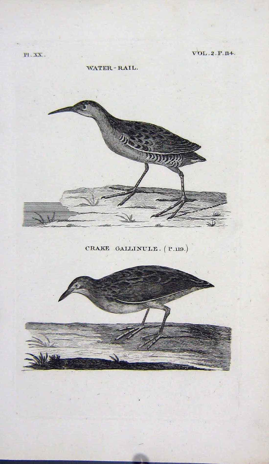 Original Old Antique Print Water Rail Crake Gallinule Birds Nature Engraving