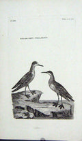 Original Old Antique Print Engraving Red Grey Phalarope Birds