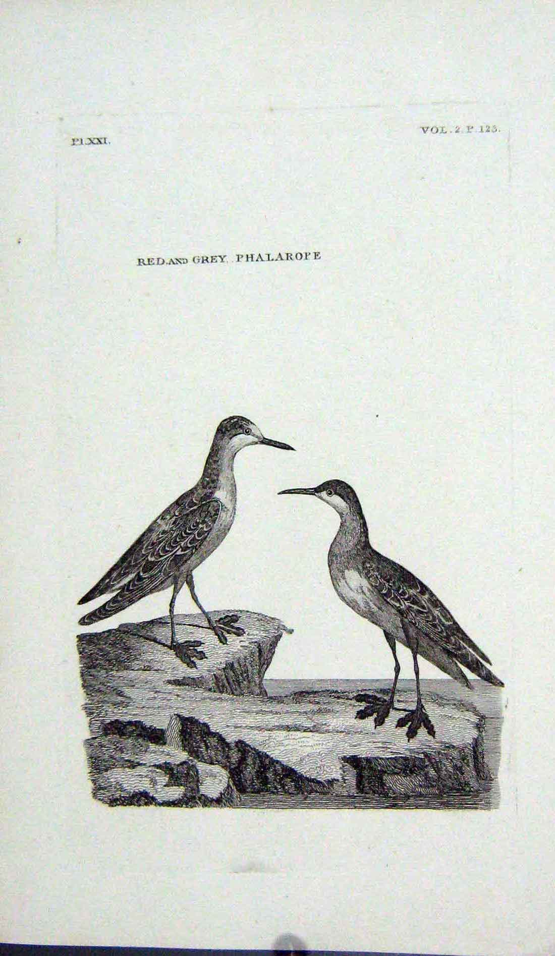 Original Old Antique Print Engraving Red Grey Phalarope Birds