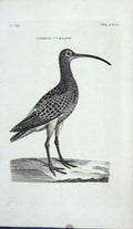 Original Old Antique Print Engraving Common Curlew Bird