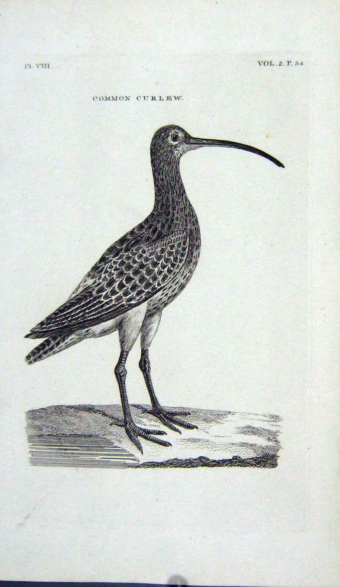 Original Old Antique Print Engraving Common Curlew Bird