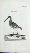 Original Old Antique Print Engraving Red Godwit Bird Nature