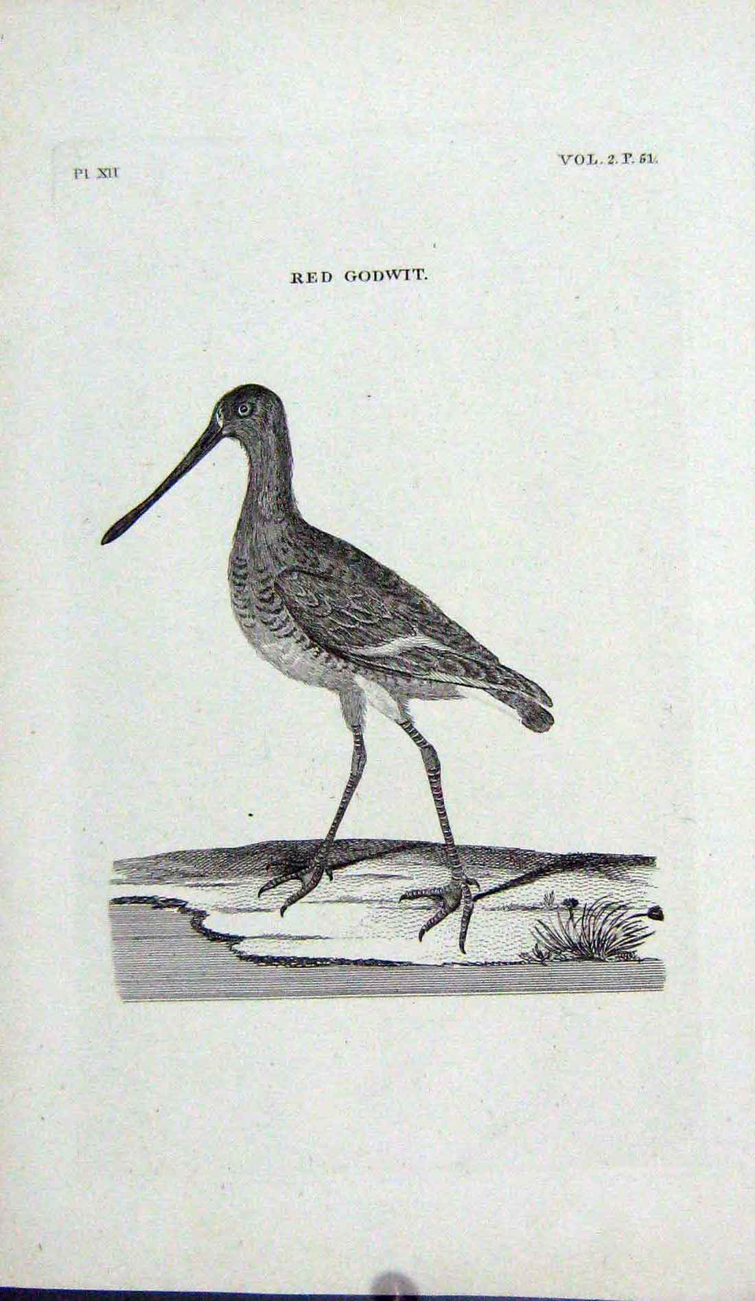Original Old Antique Print Engraving Red Godwit Bird Nature