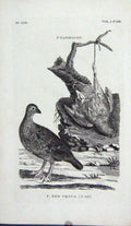 Original Old Antique Print Red Grouse Ptarmigan Birds Engraving