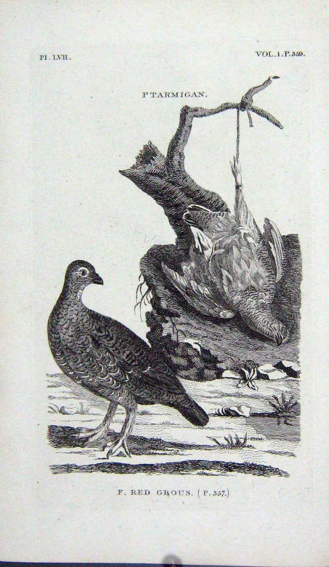 Original Old Antique Print Red Grouse Ptarmigan Birds Engraving