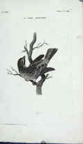 Original Old Antique Print Engraving Cirl Bunting Bird Nature