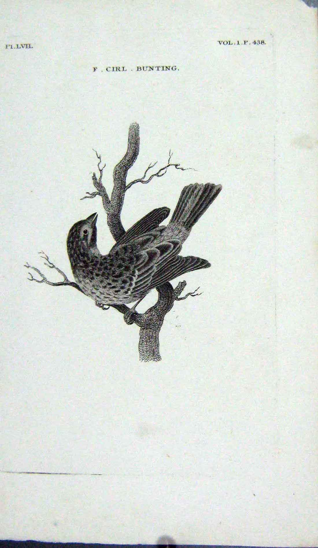 Original Old Antique Print Engraving Cirl Bunting Bird Nature