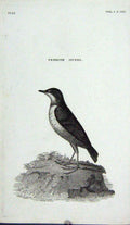 Original Old Antique Print Engraving Penrith Ouzel Bird Nature