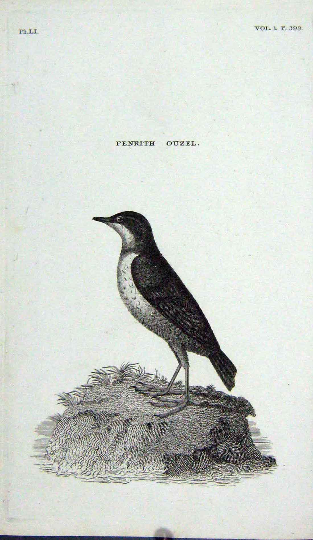 Original Old Antique Print Engraving Penrith Ouzel Bird Nature
