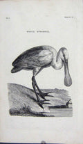 Original Old Antique Print Engraving White Spoonbill Bird Nature
