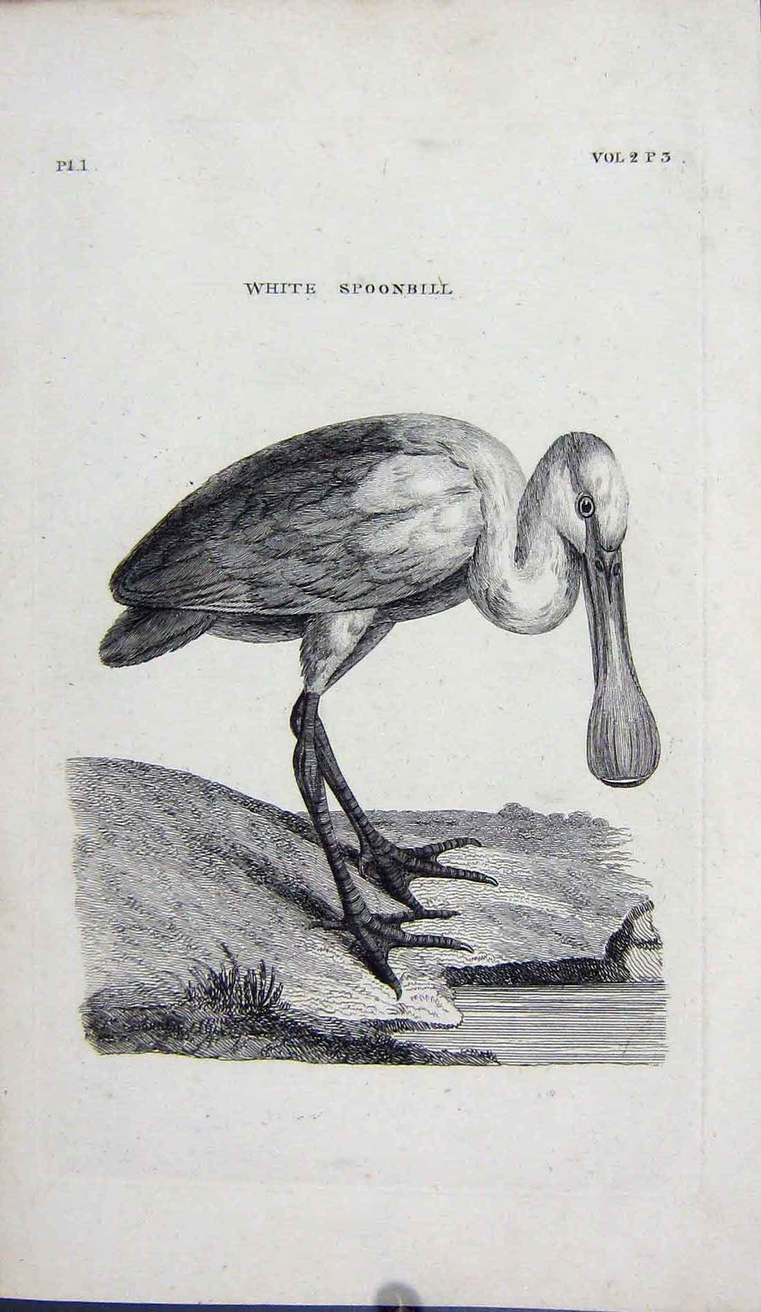 Original Old Antique Print Engraving White Spoonbill Bird Nature