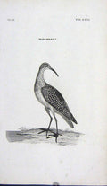Original Old Antique Print Engraving Whimbrel Bird Nature