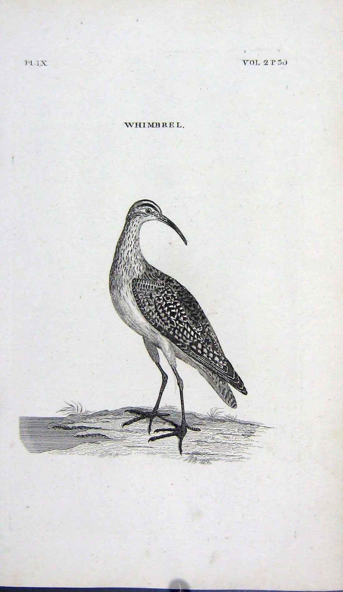 Original Old Antique Print Engraving Whimbrel Bird Nature
