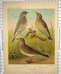 Original Old Antique Print Colour Birds Tree Pipit Skylark Woodlark Cassells