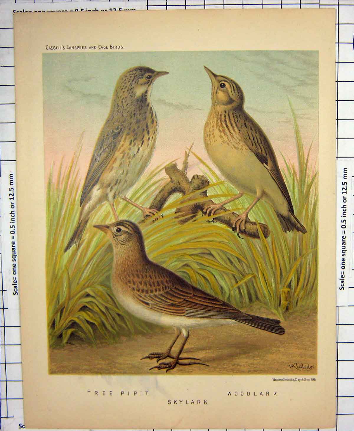 Original Old Antique Print Colour Birds Tree Pipit Skylark Woodlark Cassells