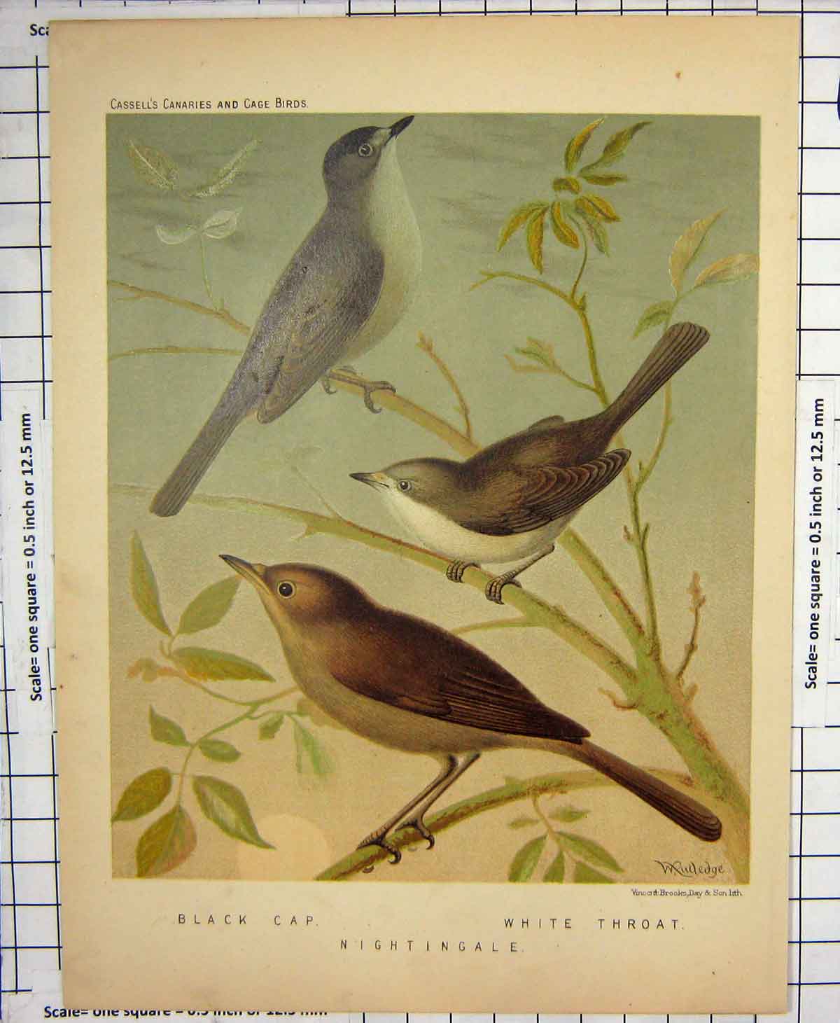 Original Old Antique Print Birds Colour Black Cap Nightingale White Throat