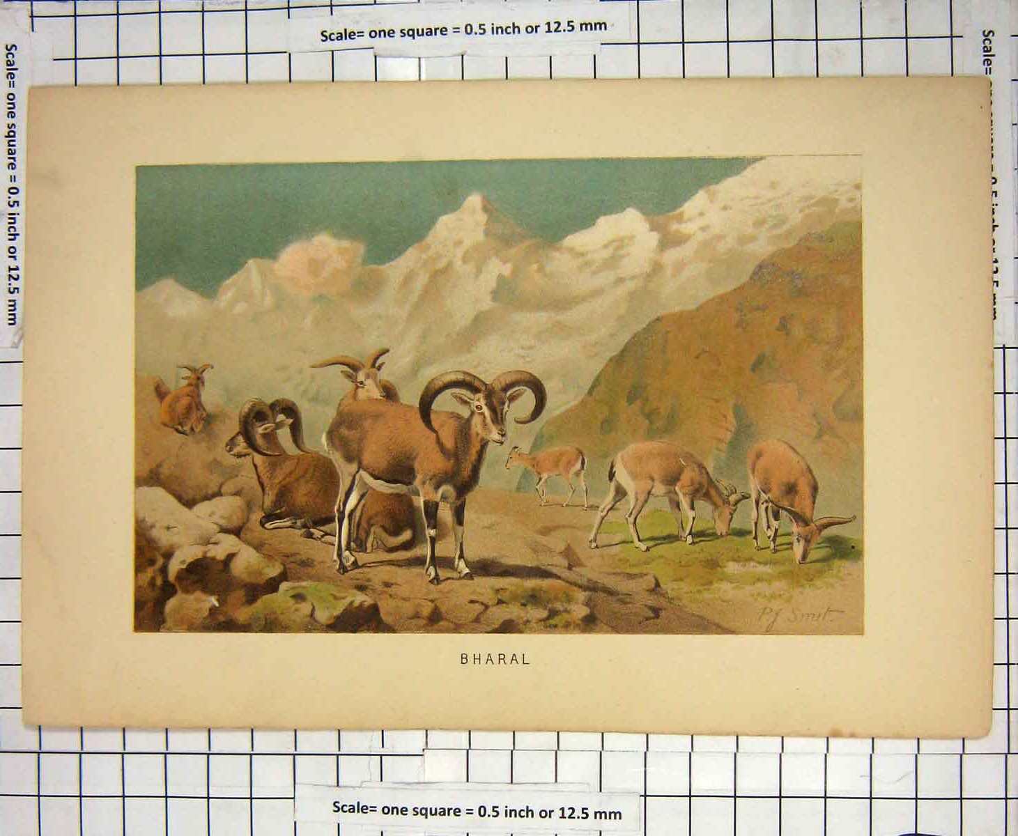 Original Old Antique Print Colour Bharal Animals Mountains Smit