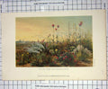 Original Old Antique Print Feather Grass Russian Steppe Colour Leipzig
