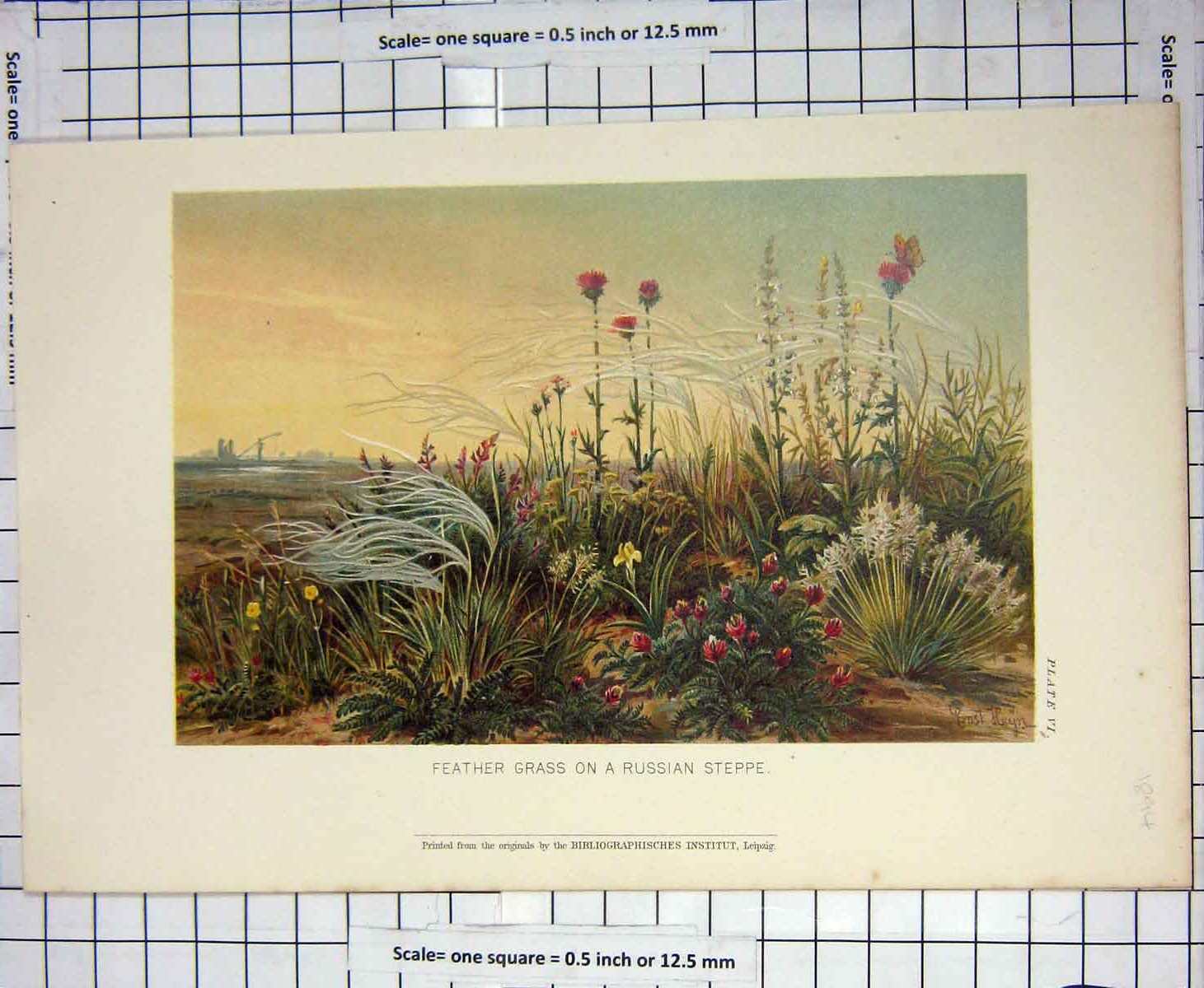 Original Old Antique Print Feather Grass Russian Steppe Colour Leipzig