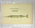 Original Old Antique Print Fish European Halfbeak Blunt-Headed Skipper Colour