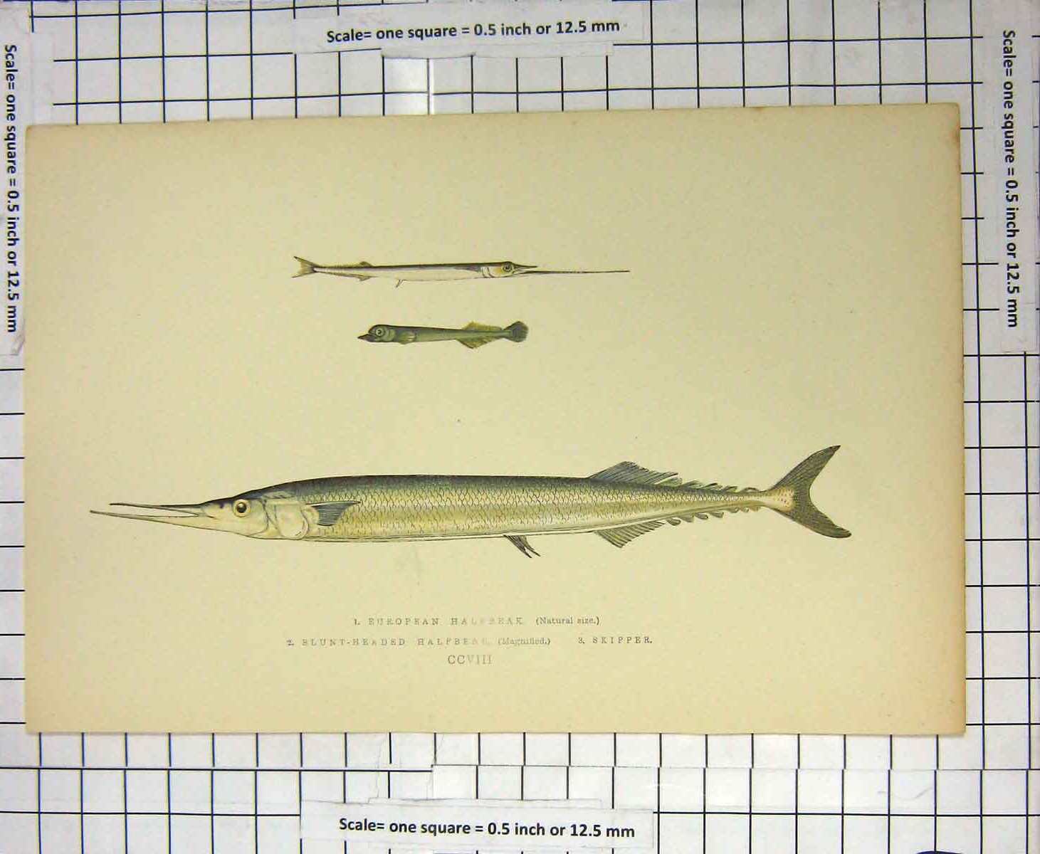 Original Old Antique Print Fish European Halfbeak Blunt-Headed Skipper Colour