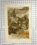 Original Old Antique Print Colour Baboons Monkeys Mountains Animals