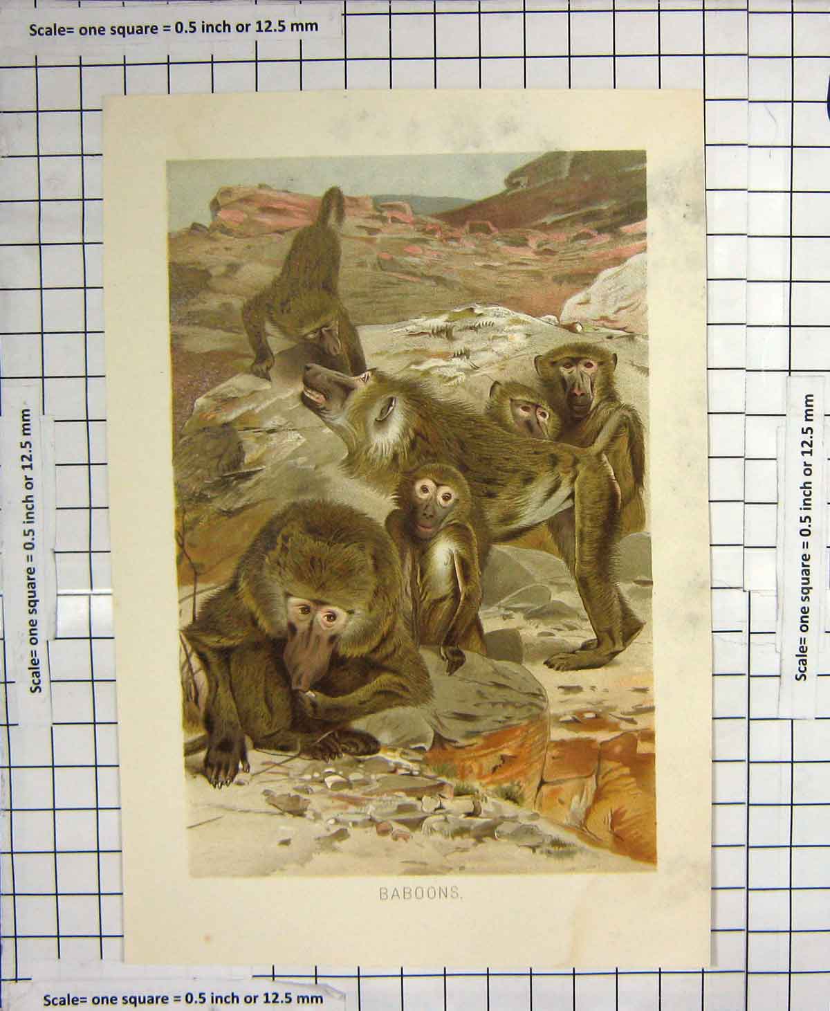 Original Old Antique Print Colour Baboons Monkeys Mountains Animals