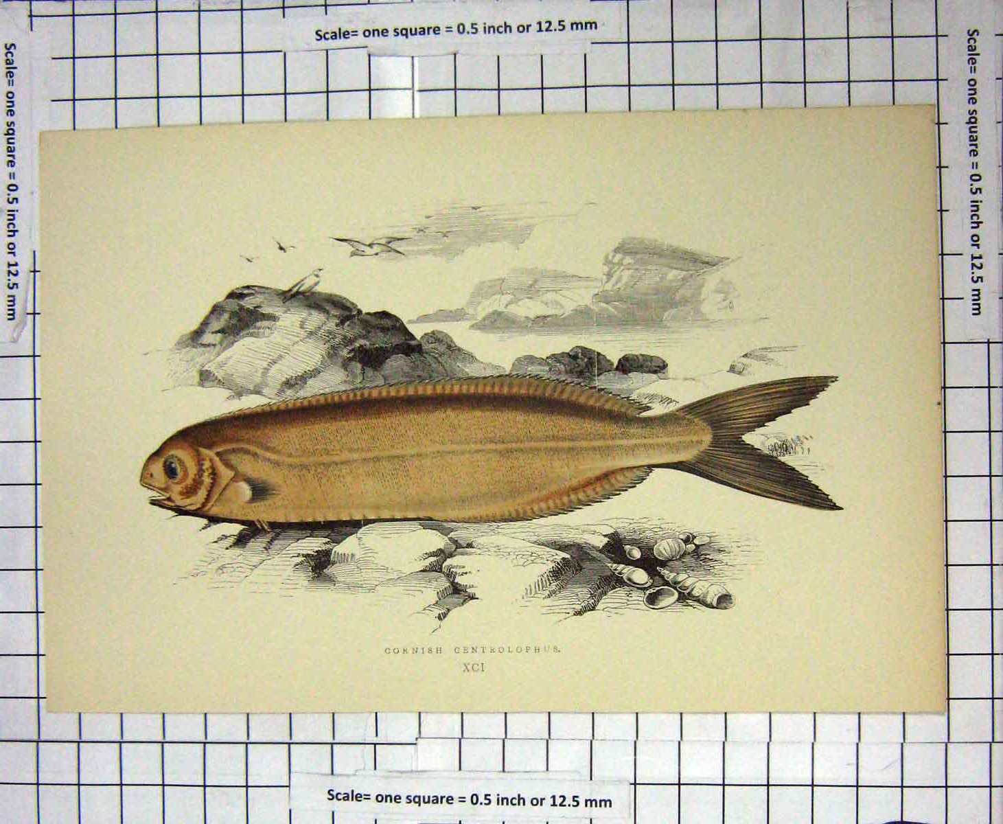 Original Old Antique Print Colour Cornish Centrolphus Fish Nature