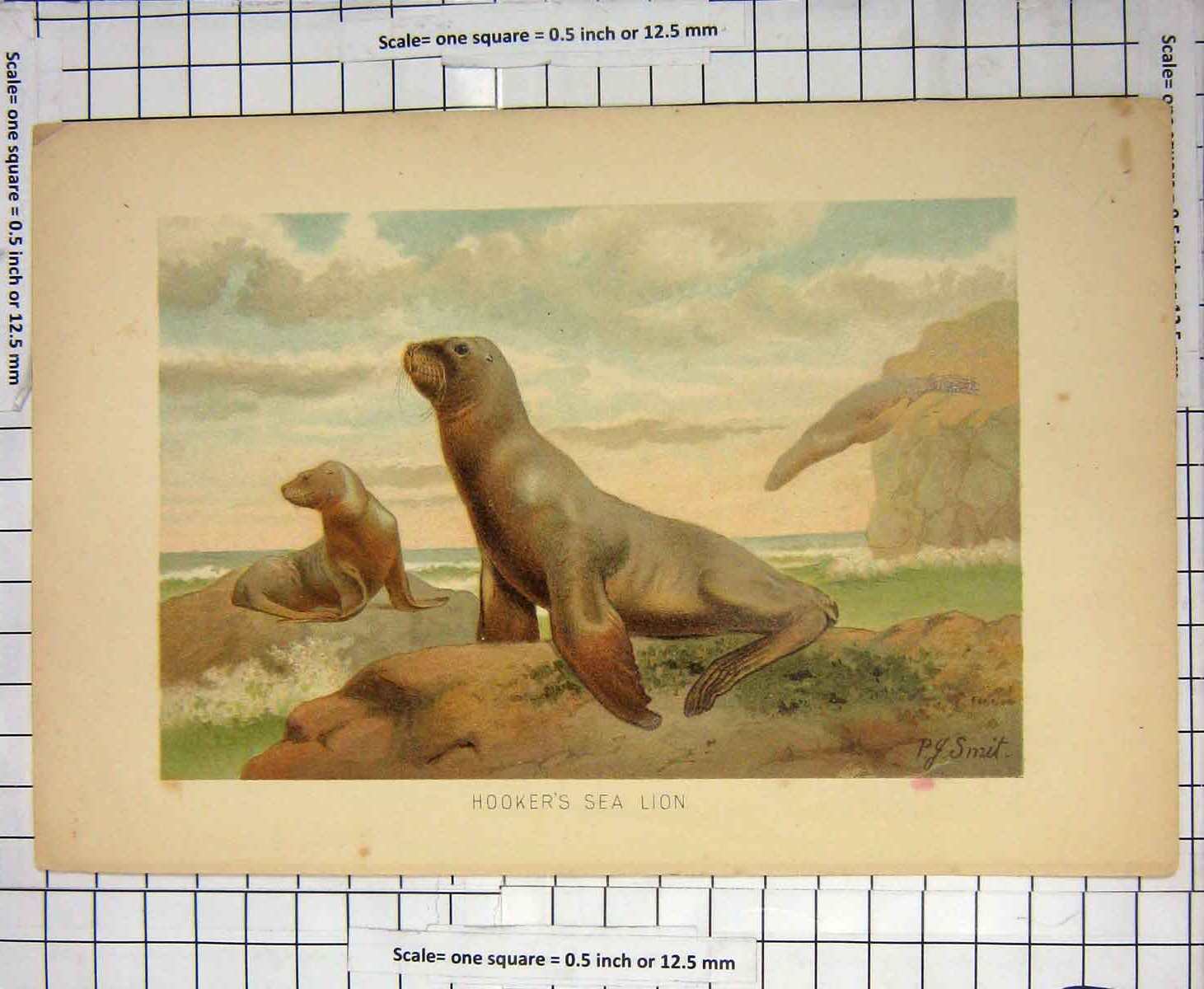 Original Old Antique Print Smit Colour Hooker'S Sea Lion Animals Nature