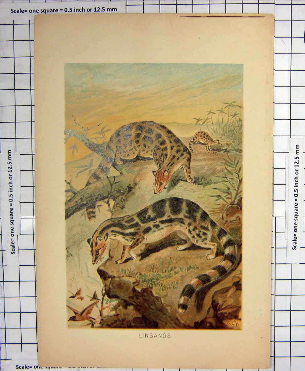 Original Old Antique Print Colour Linsangs Wild Animals Nature Birds