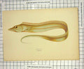 Original Old Antique Print Colour Hairtail Fish Nature