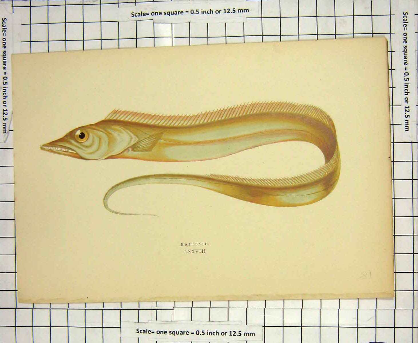 Original Old Antique Print Colour Hairtail Fish Nature