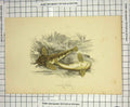 Original Old Antique Print Colour Miller'S Thumb Fish Nature