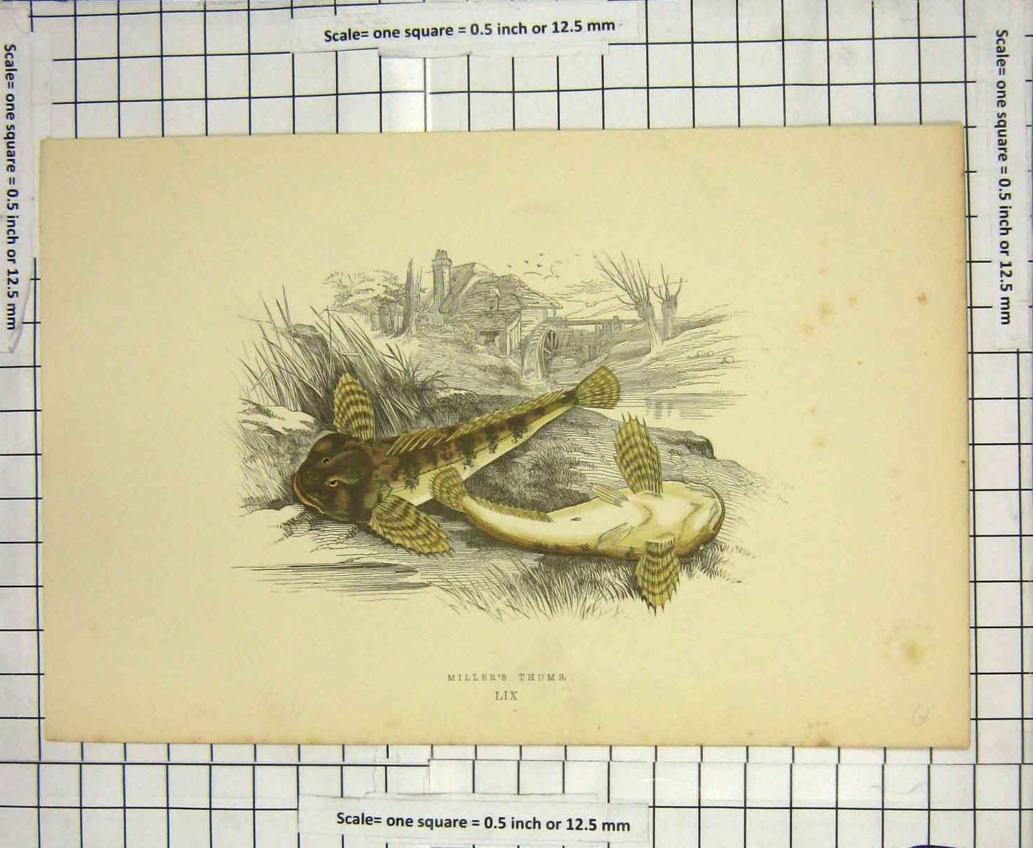 Original Old Antique Print Colour Miller'S Thumb Fish Nature