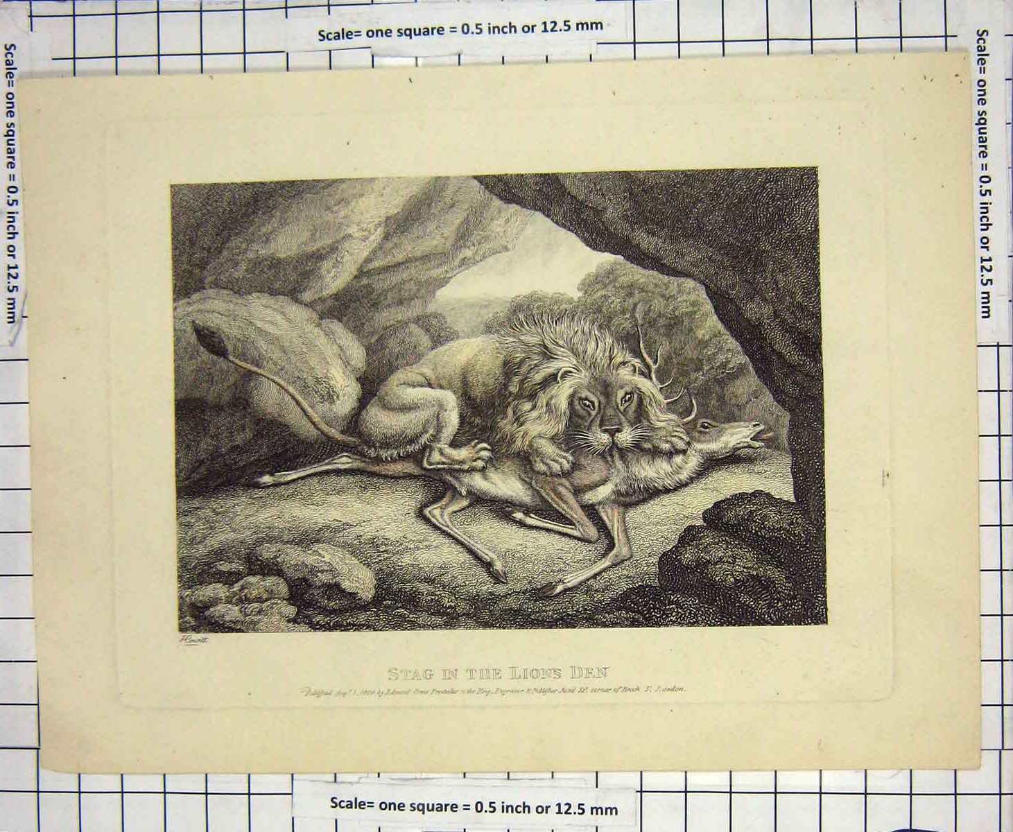 Original Old Antique Print 1808 Colour Engraving Stag Lions Den Wild Animals