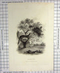 Original Old Antique Print 1801 Engraving Martin Animals Tree Birds 19th
