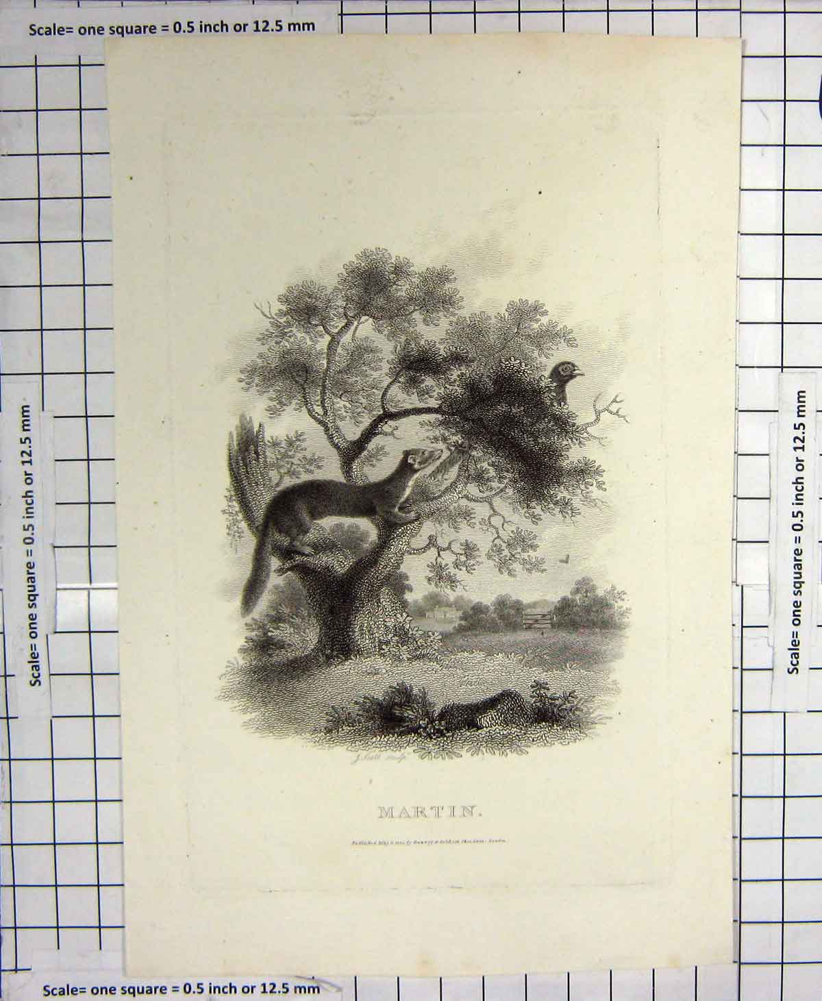 Original Old Antique Print 1801 Engraving Martin Animals Tree Birds 19th
