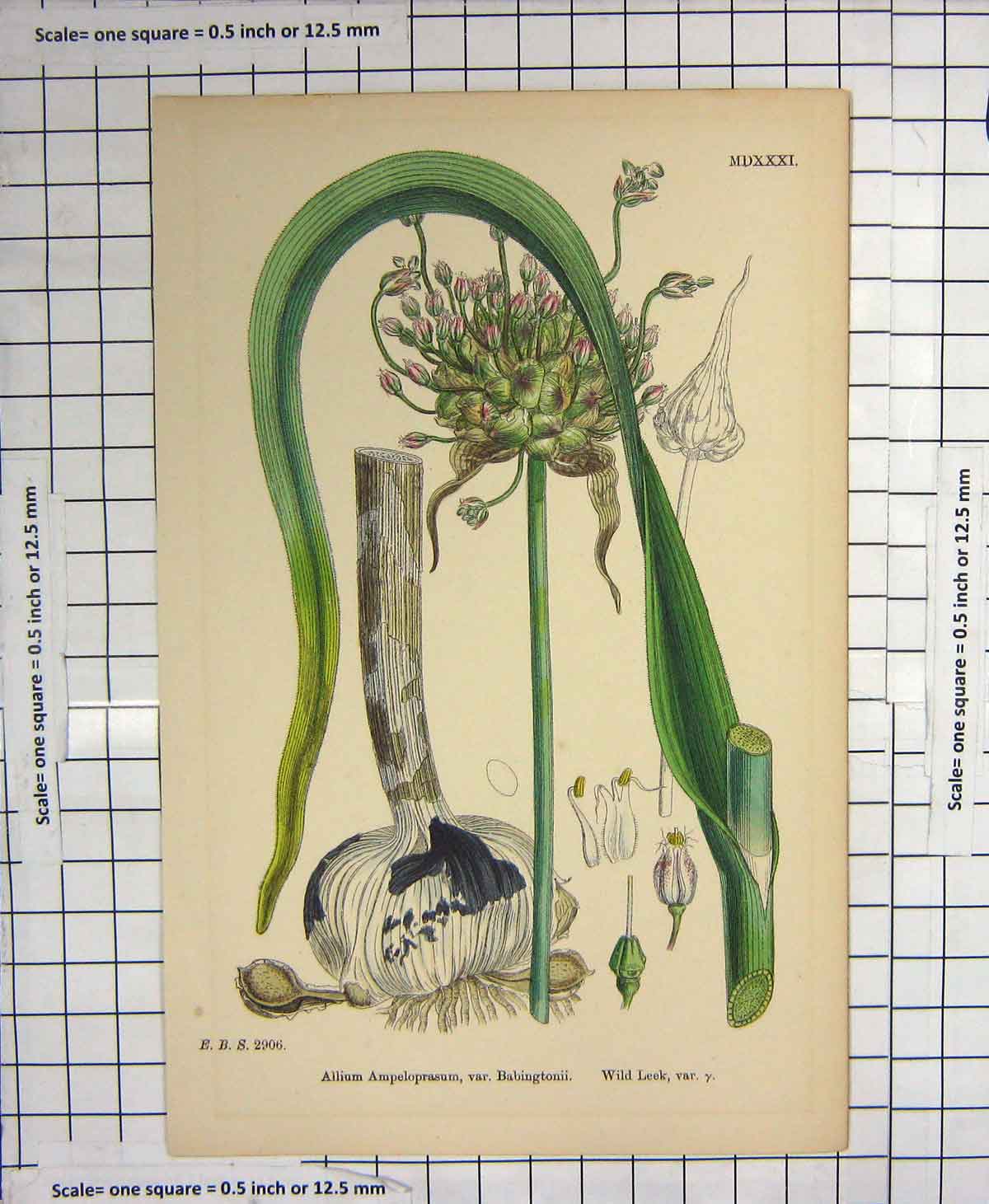 Original Old Antique Print Colour Flowers Plant Allium Ampeloprasum Babingtonii