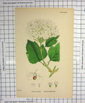 Original Old Antique Print Colour Flower Vibrurnum Opulus Common Guelder-Rose