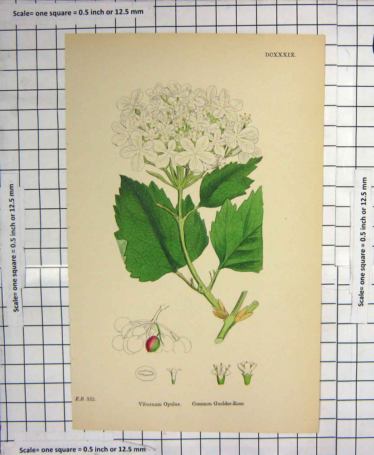 Original Old Antique Print Colour Flower Vibrurnum Opulus Common Guelder-Rose