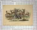 Original Old Antique Print Laddax Koodoo Pallah Gazelle Springbock Antelope