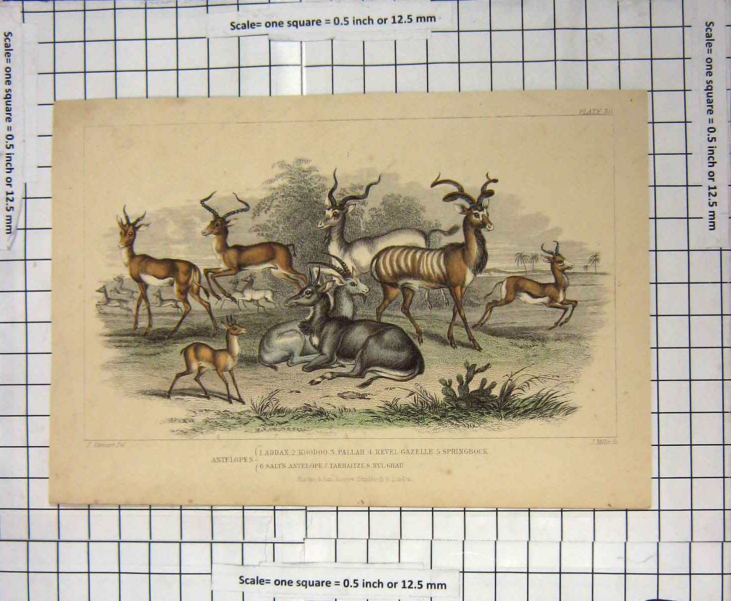 Original Old Antique Print Laddax Koodoo Pallah Gazelle Springbock Antelope