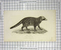 Original Old Antique Print 1825 Engraving Civet Viverra Civetta Animal 19th