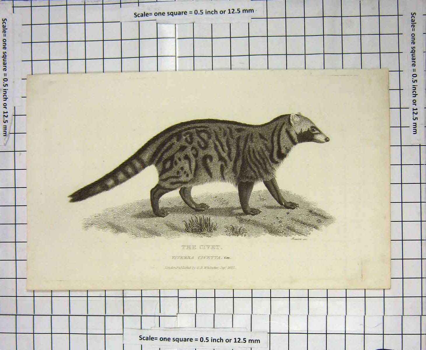 Original Old Antique Print 1825 Engraving Civet Viverra Civetta Animal 19th